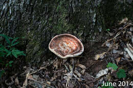 Image of Laetiporus persicinus (Berk. & M. A. Curtis) Gilb. 1981