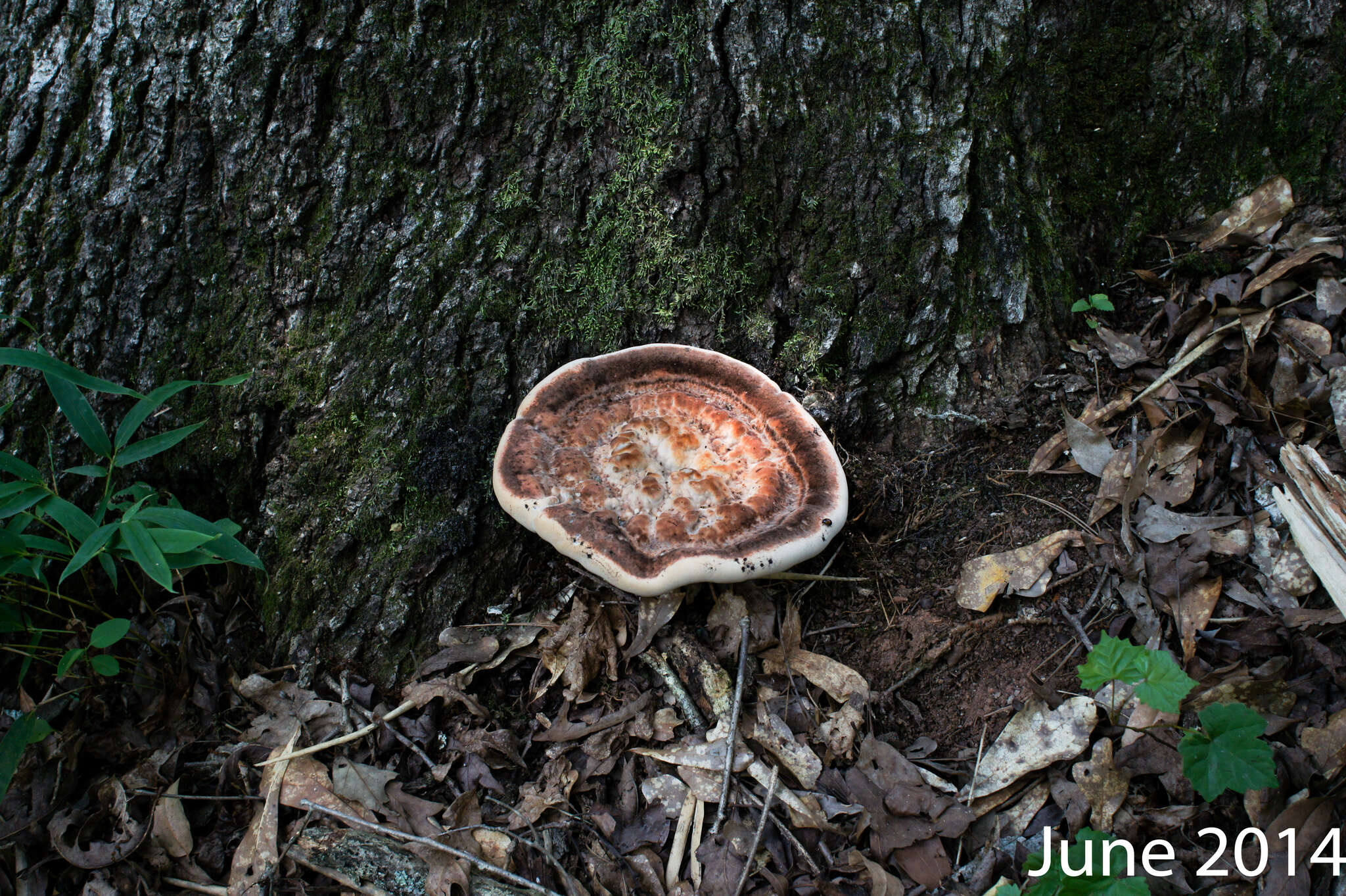 Image of Laetiporus persicinus (Berk. & M. A. Curtis) Gilb. 1981