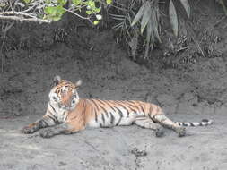 Image of Tiger