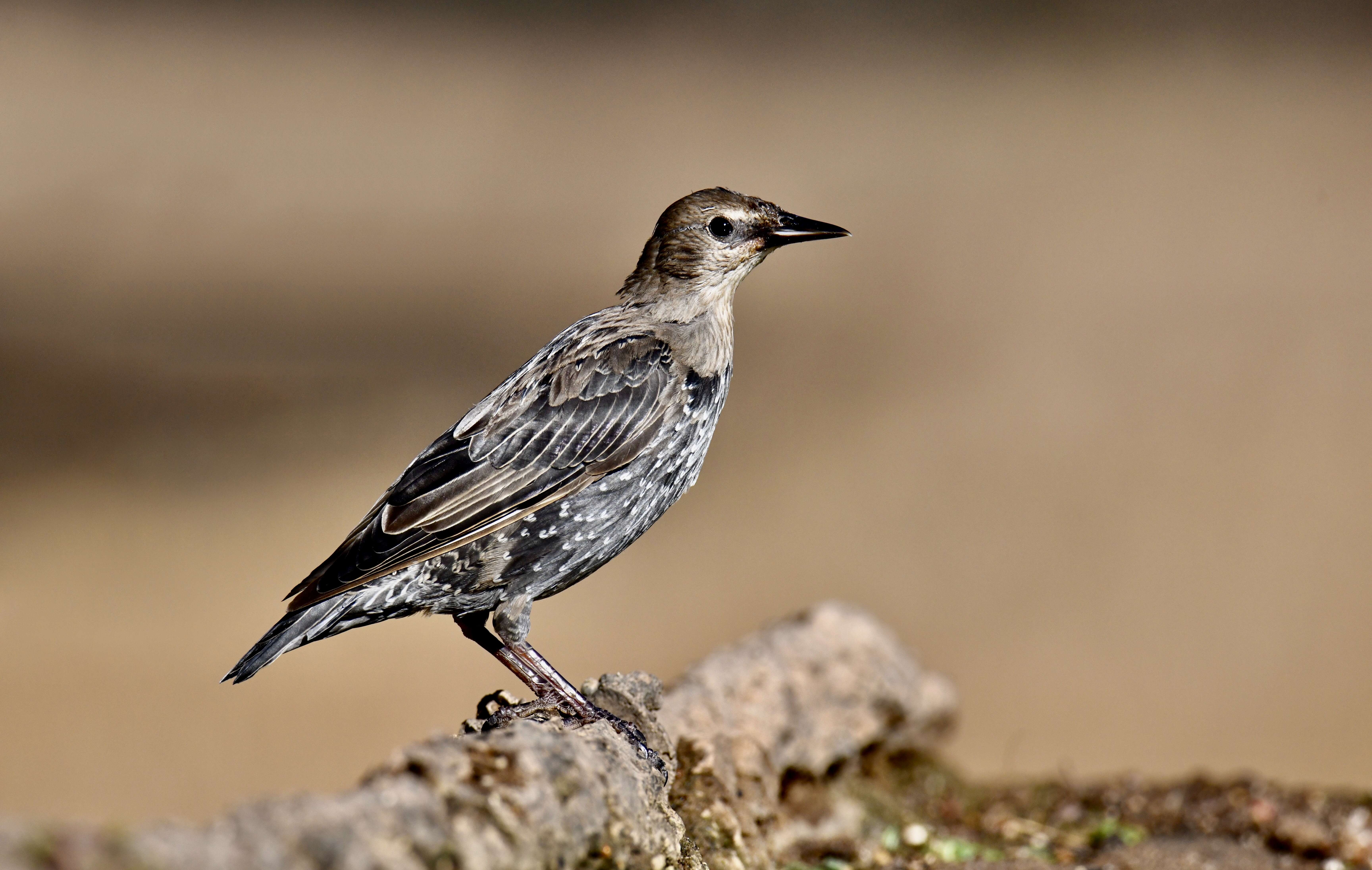 Imagem de Sturnus unicolor Temminck 1820