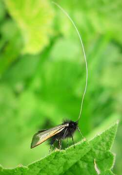 Image of Adela reaumurella