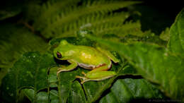 Image of Sierra Juarez Brook Frog