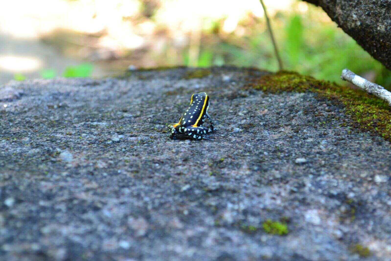 Image of Lutz's Poison Frog