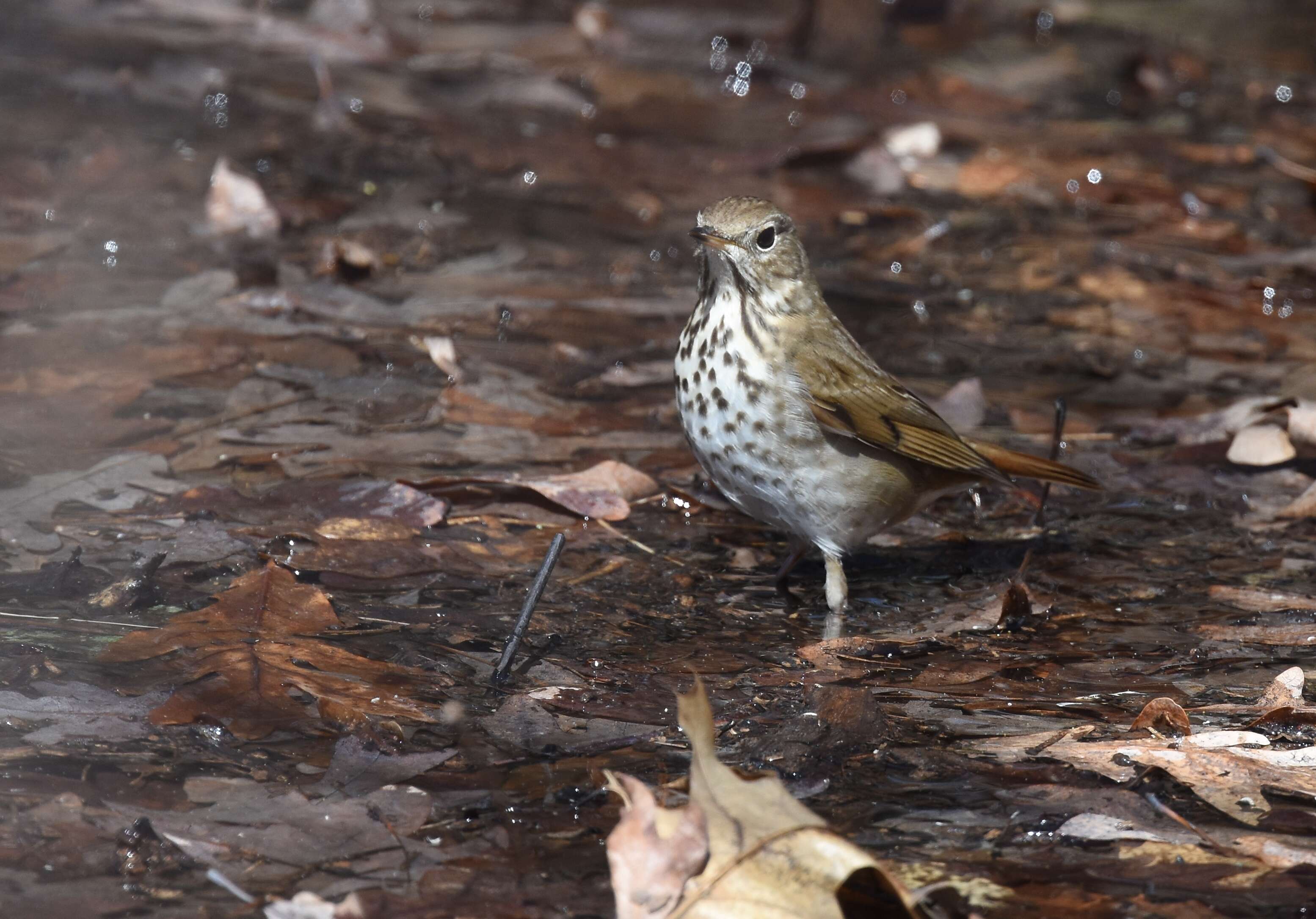 Image of Hermit Thrush