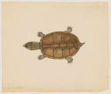 Image of mud turtle