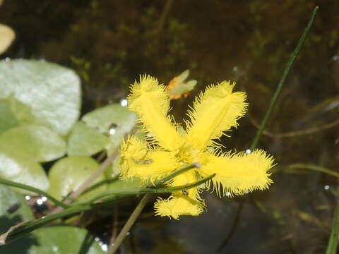 Image of Nymphoides geminata (R. Br.) Kuntze