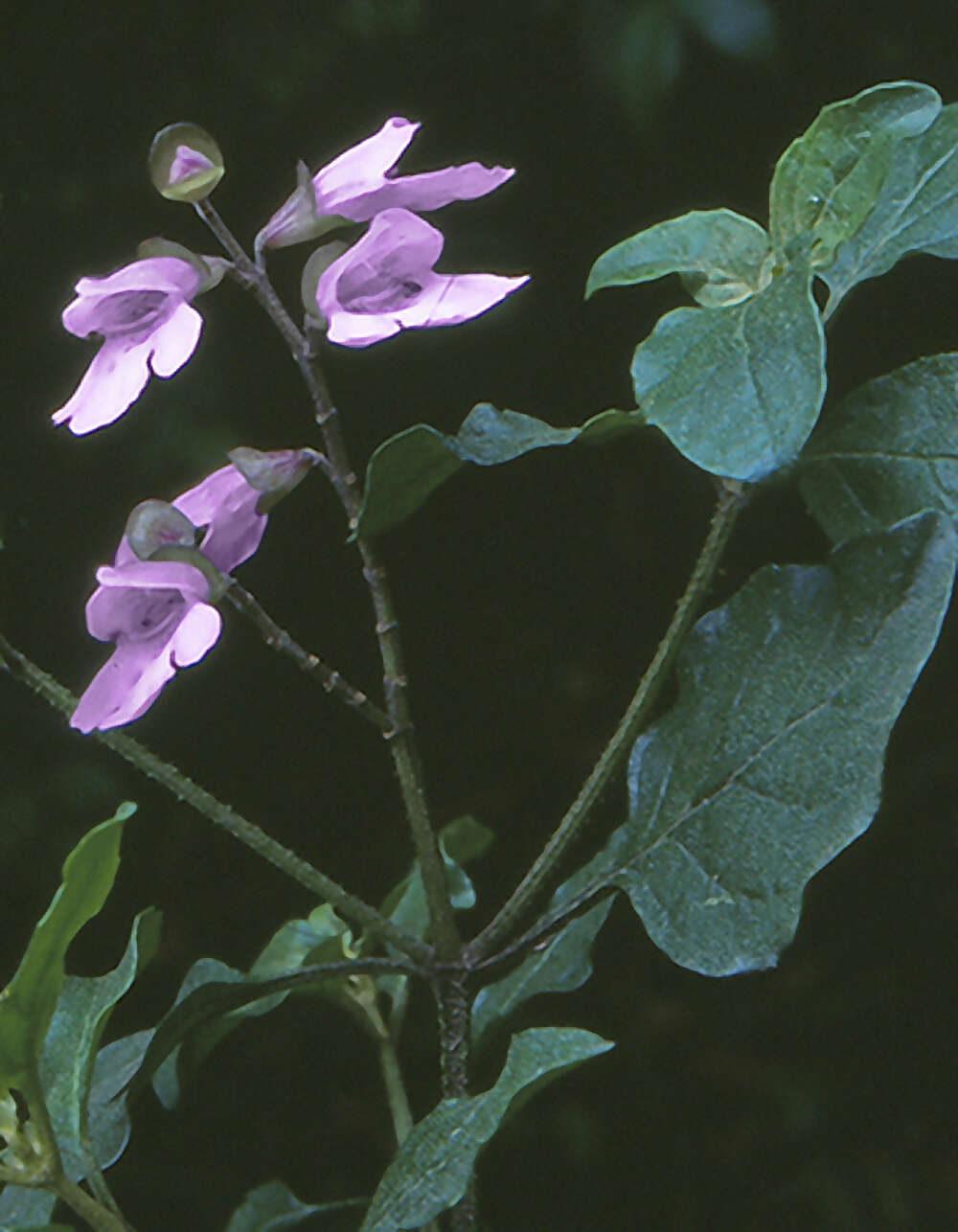 Image of Prostanthera prunelloides R. Br.