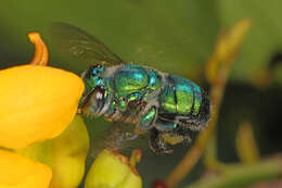 Image of Dilemma Orchid Bee