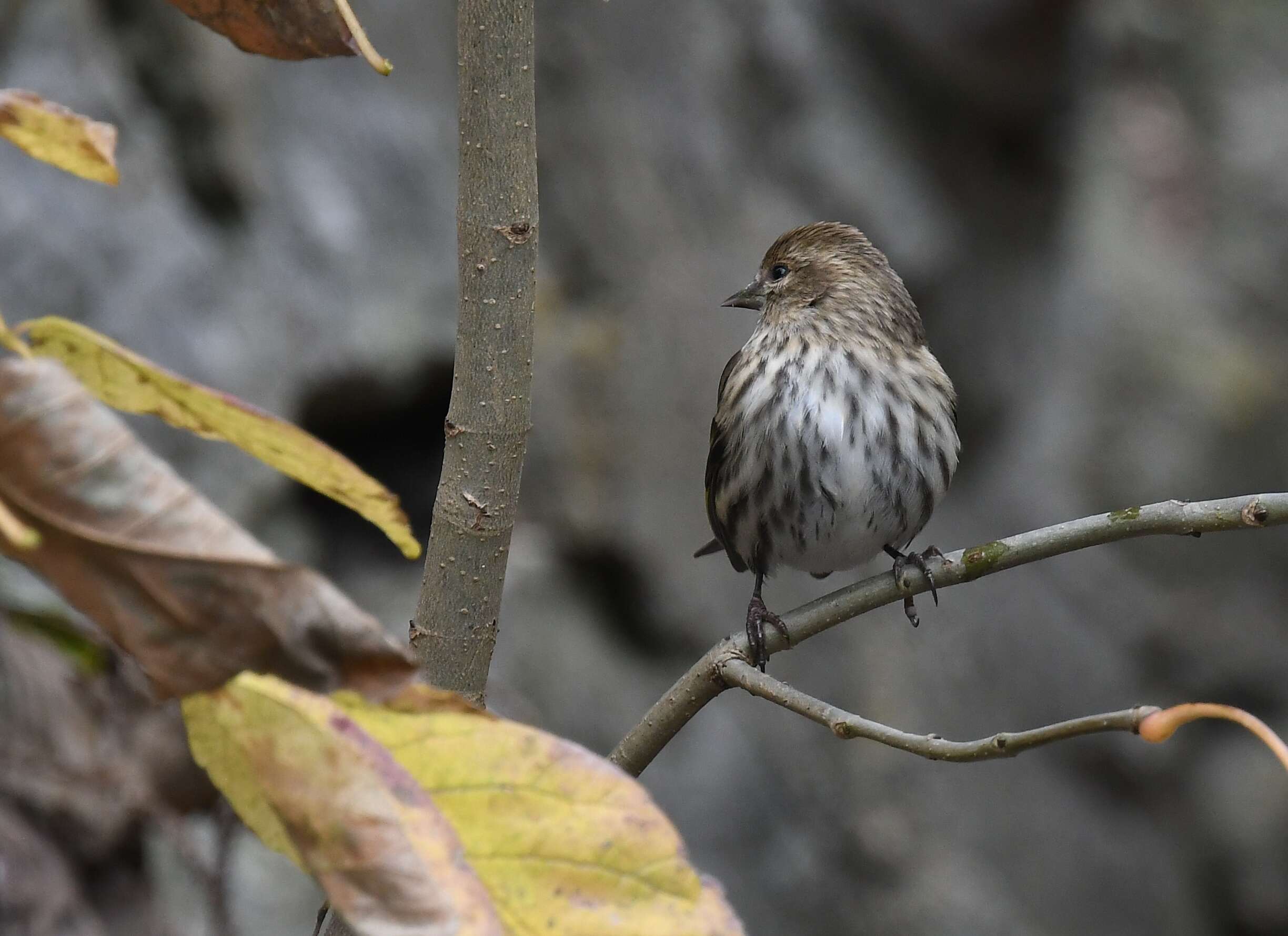 Image of Pine Siskin