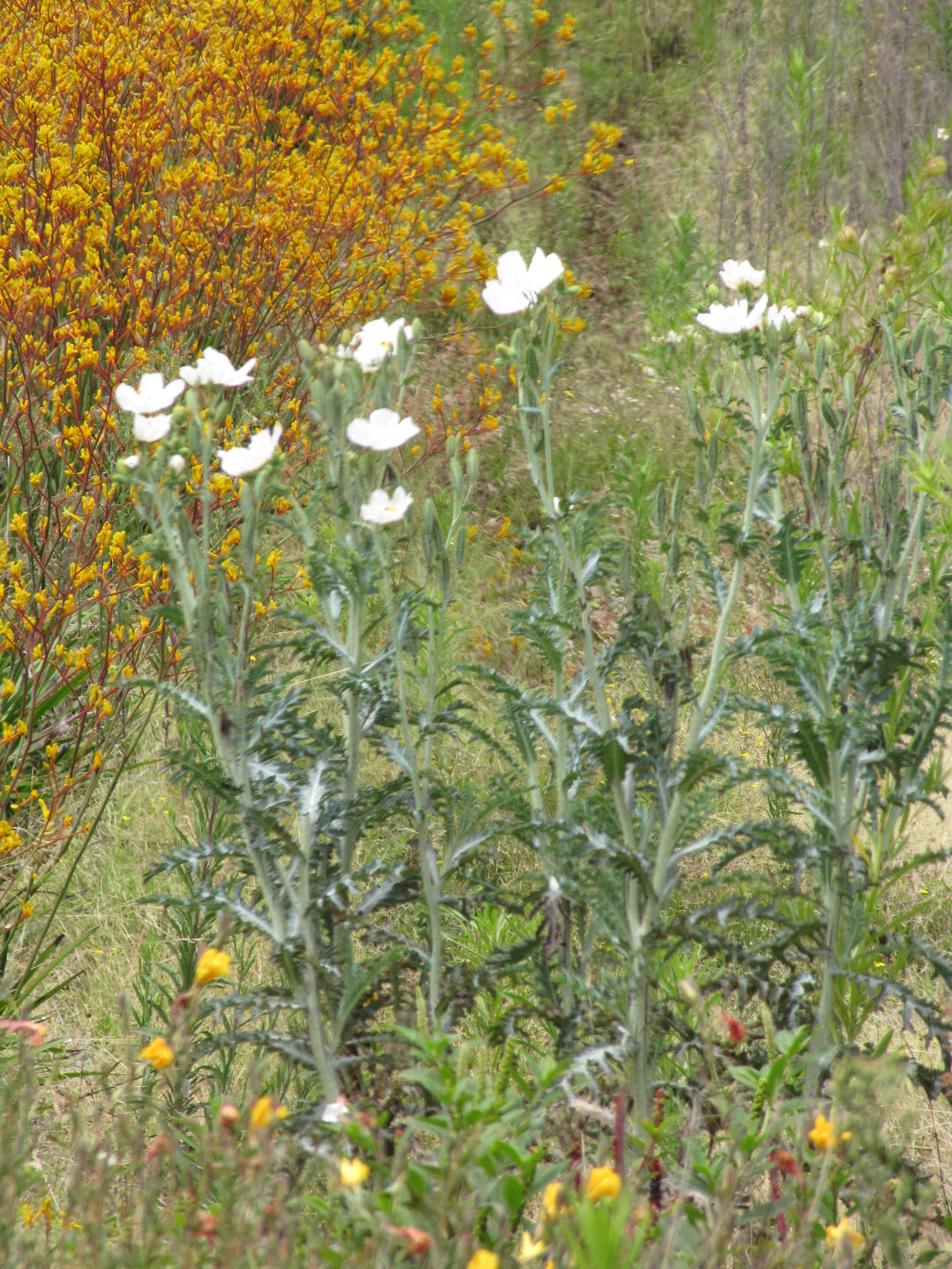 Image of Hawaiian prickly poppy