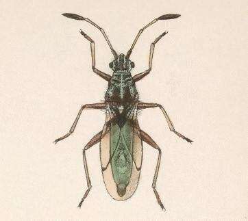 Image of Ninidae