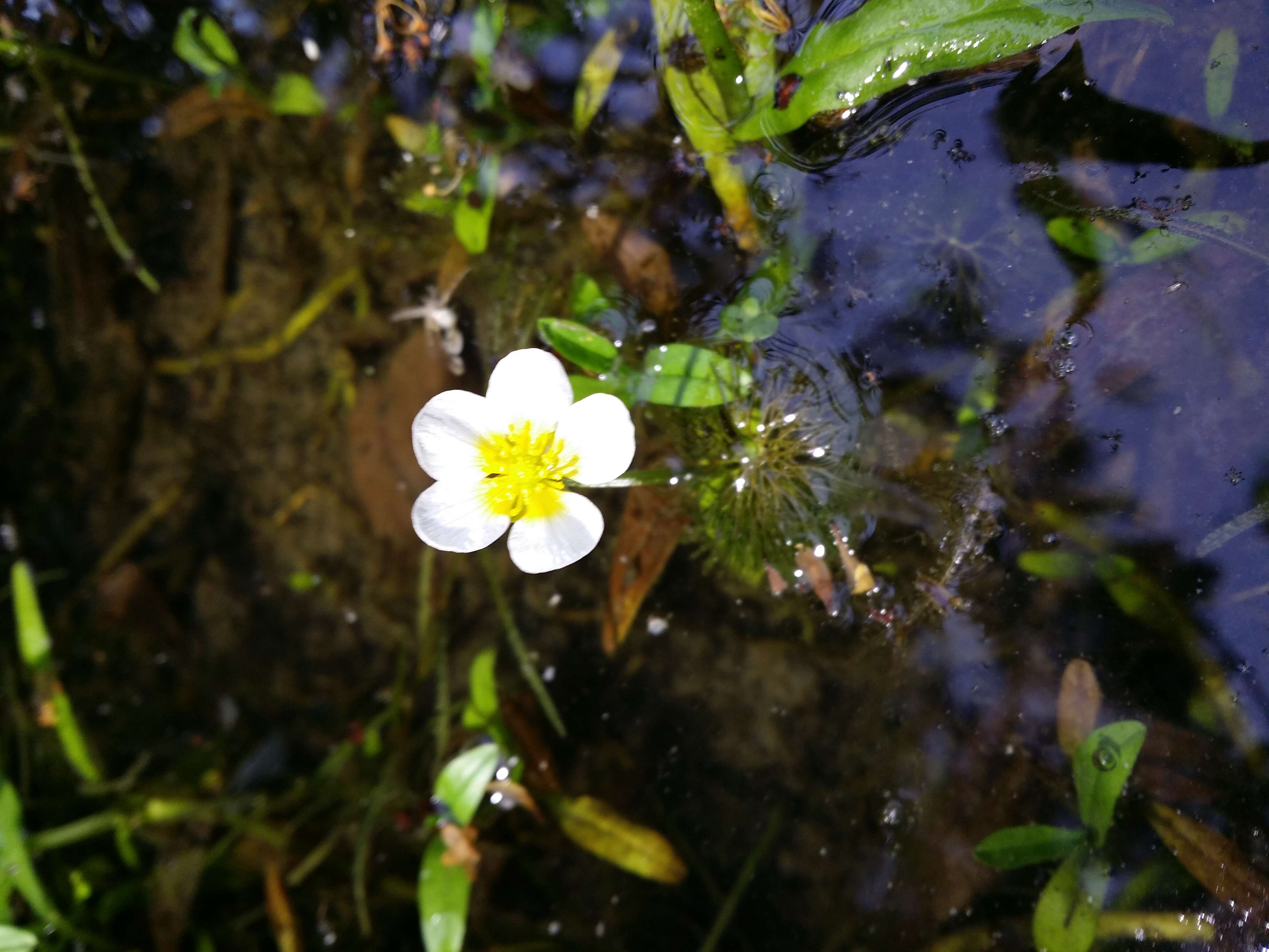 Слика од Ranunculus trichophyllus Chaix