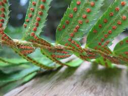 Image of Pteridophyta