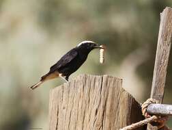 Image of White-crowned Black Wheatear