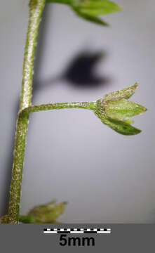 Image of Tufted Forget-Me-Not