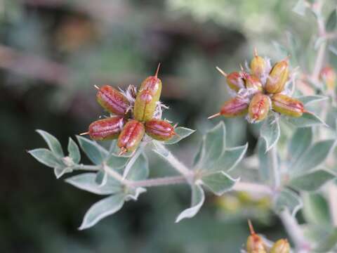 Image of hairy canary-clover