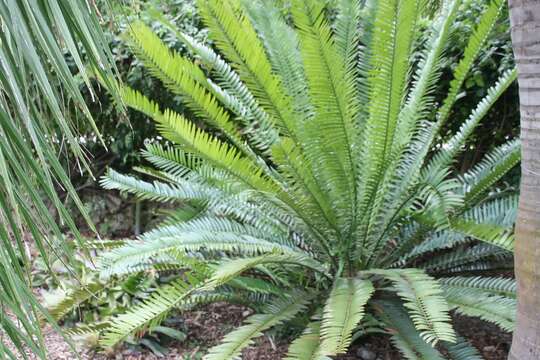 Image of Cycad