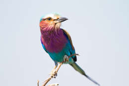 Image of Lilac-breasted Roller