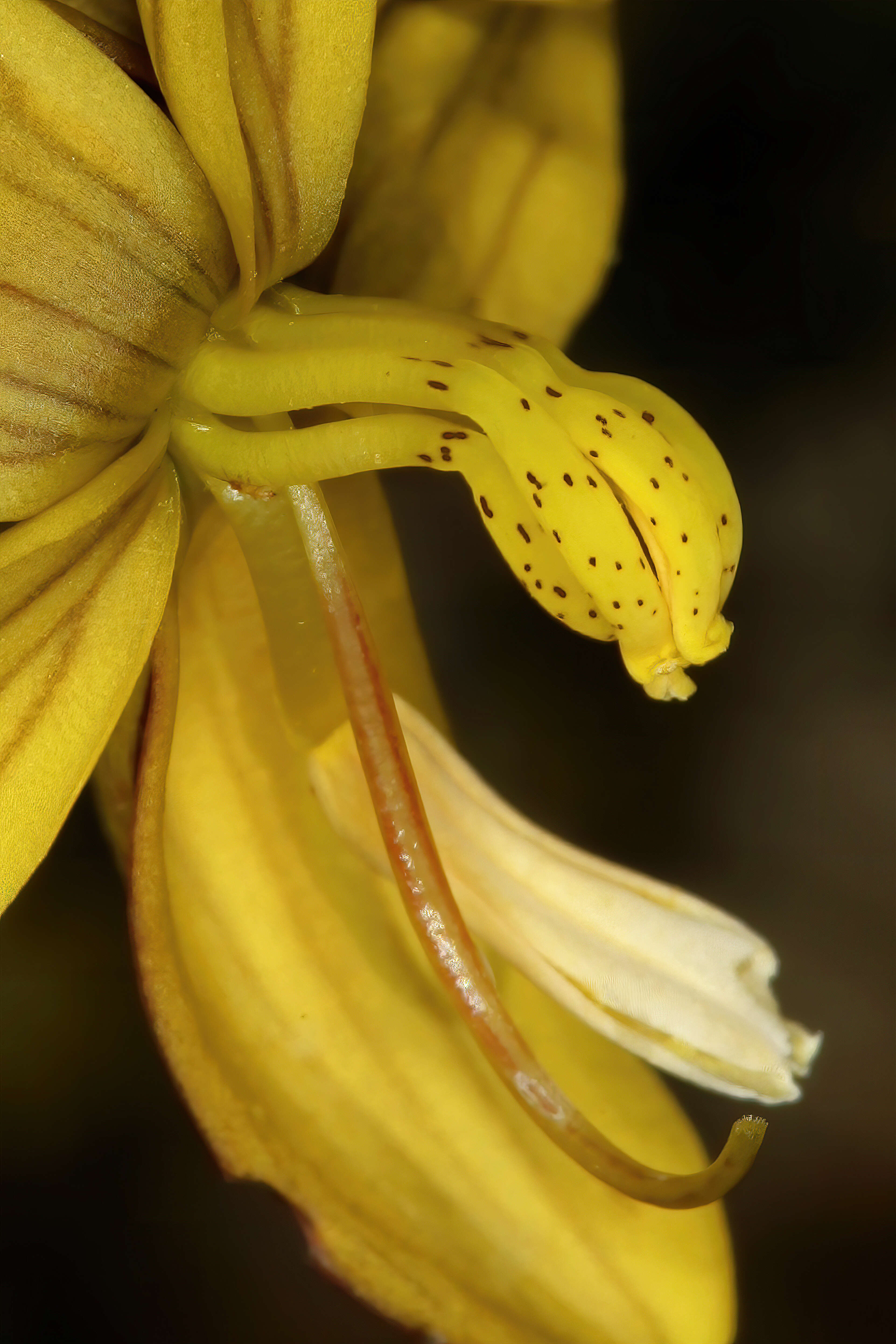 Image of Cyanella lutea L. fil.