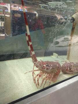 Image of Pink Spiny Lobster