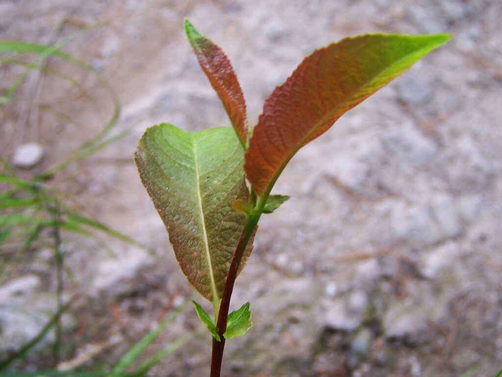 Image of Salix silesiaca Willd.