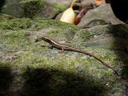 Image of Medway's Emo Skink