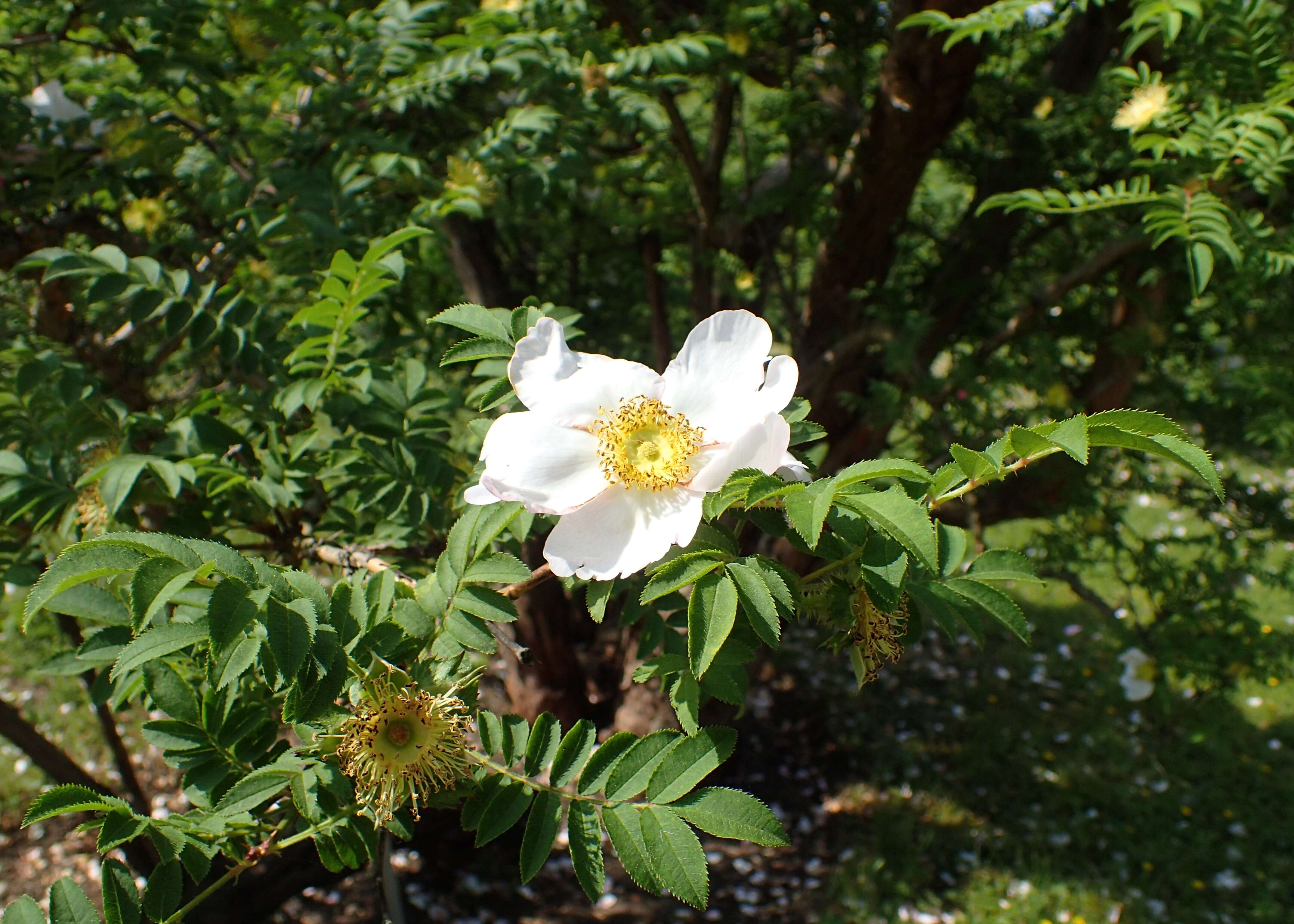 Image of chestnut rose