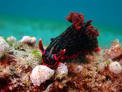 Image of Dusky green spot orange gill black slug