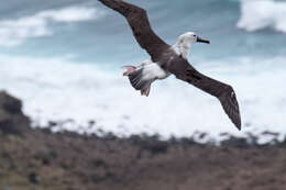 Image of Indian Yellow-nosed Albatross