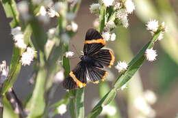 Image of Baccharis genistelloides