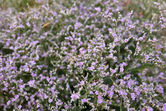 Image of Sea lavendar