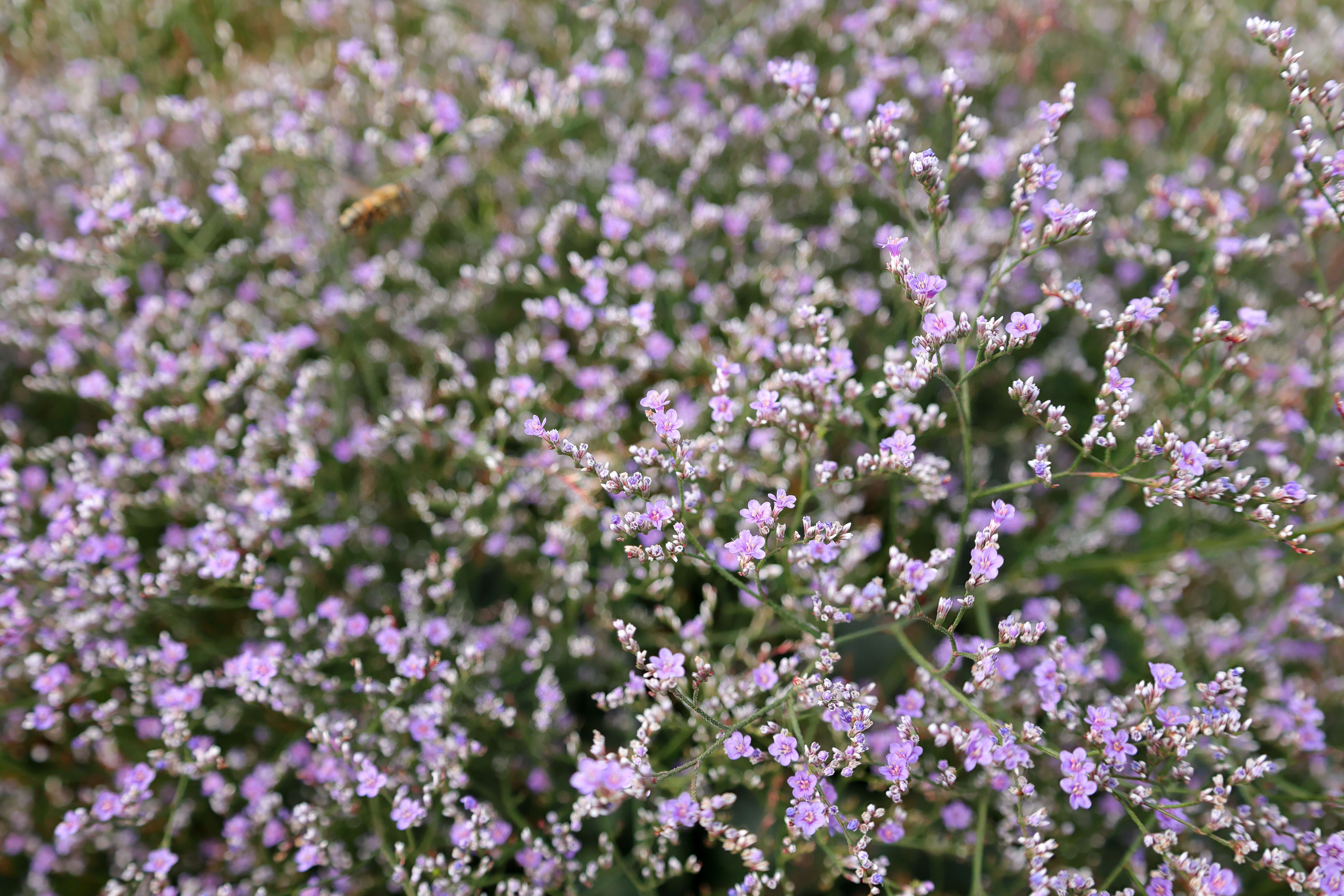 Imagem de Limonium gerberi A. Soldano