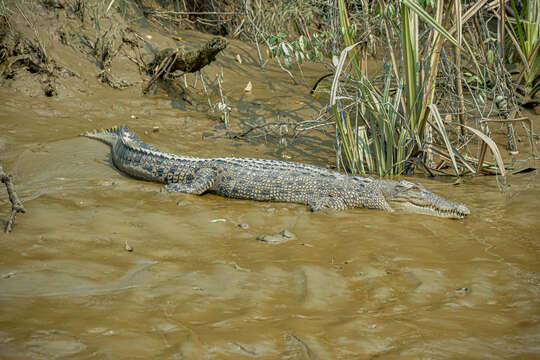 Image of Crocodilia