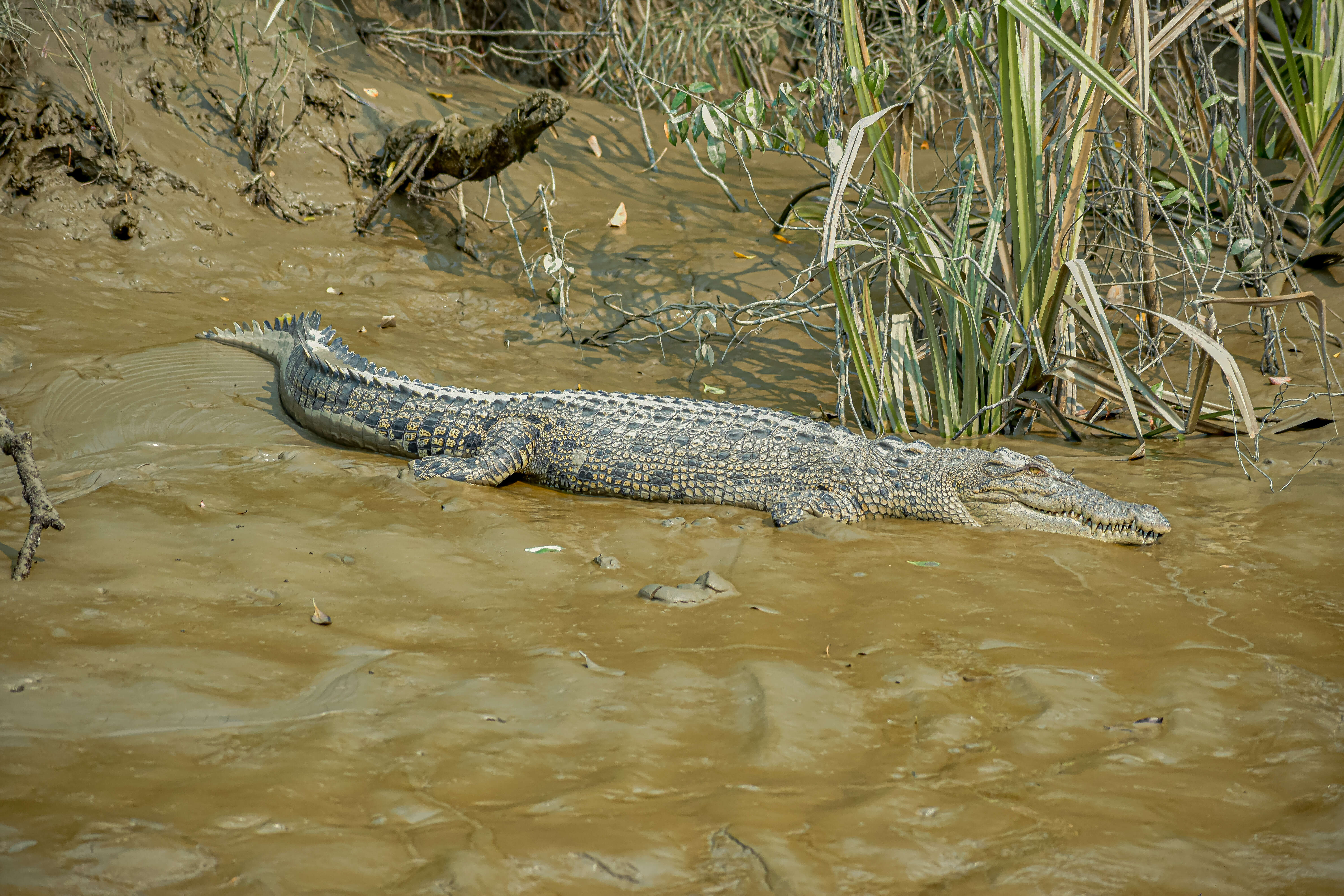 Image of Crocodilia