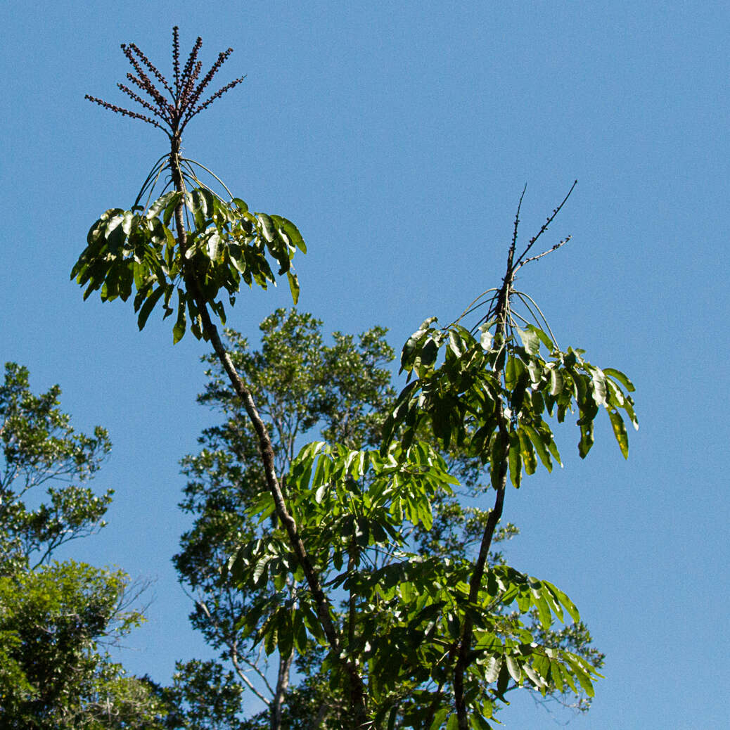 Image of Heptapleurum actinophyllum