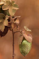 Imagem de Gossypium herbaceum L.