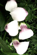 Image of Jack in the pulpit