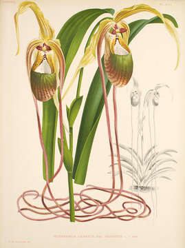 Image de Phragmipedium caudatum (Lindl.) Rolfe