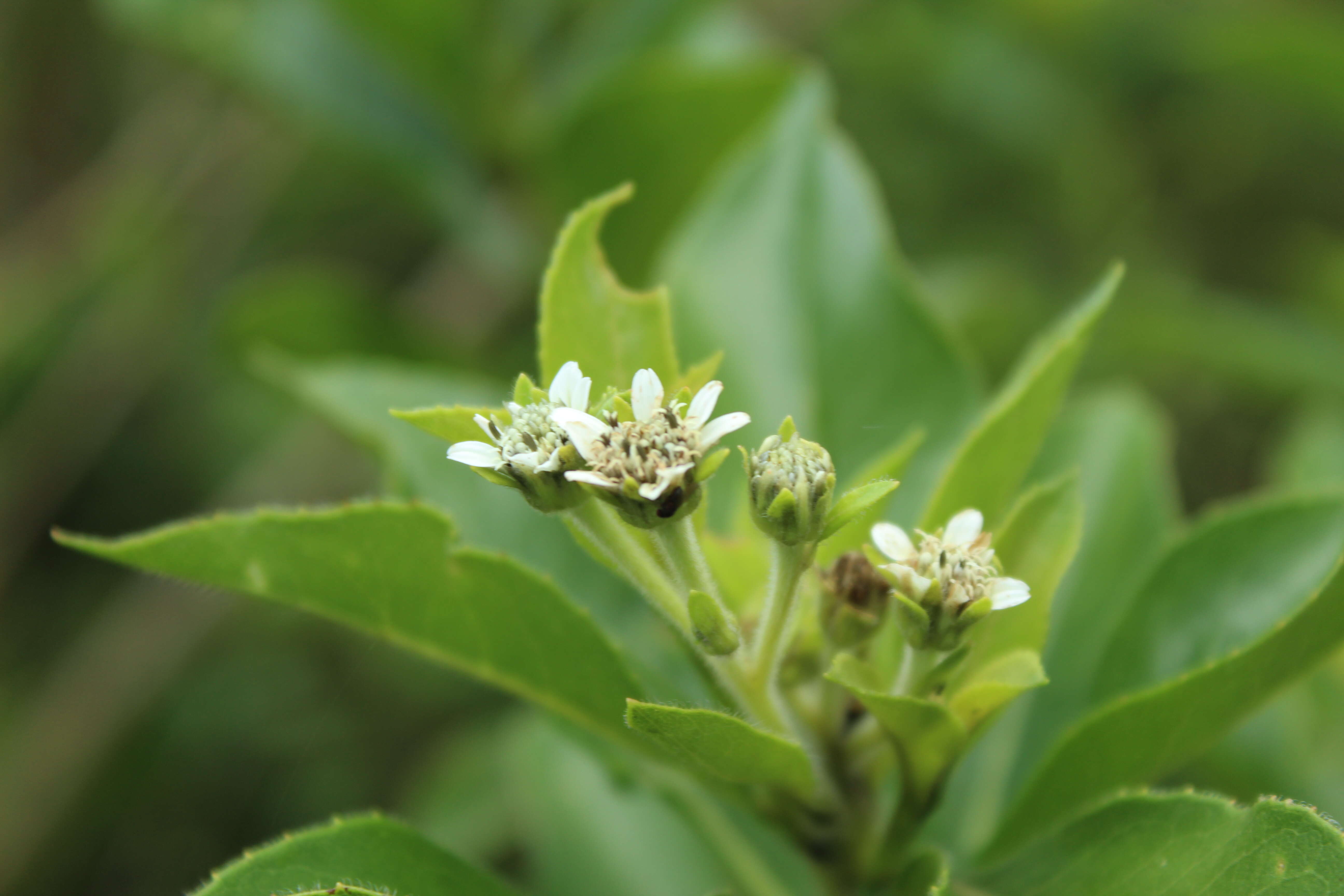 صورة Verbesina centroboyacana S. Díaz-Piedrahíta