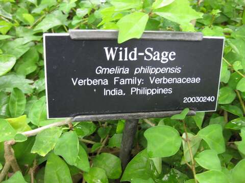 Image of wild sage