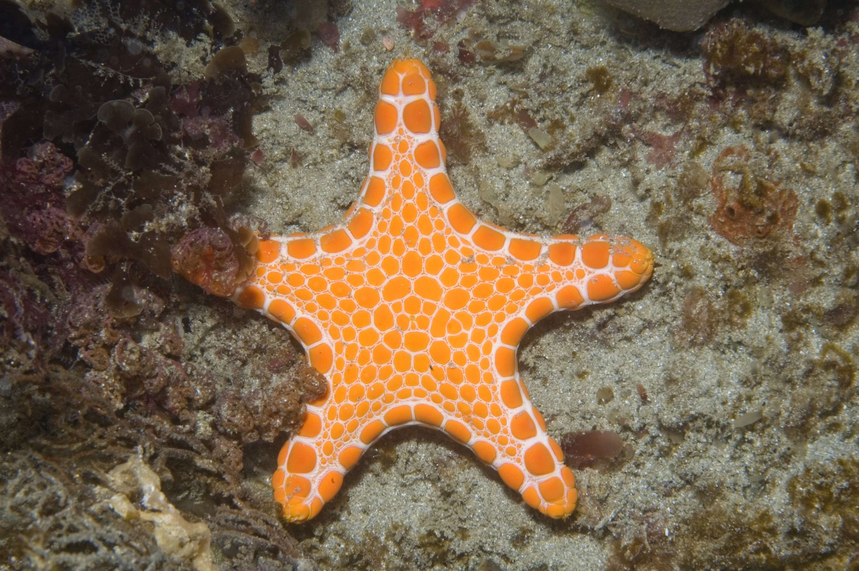 Image of Pentagonaster duebeni Gray 1847