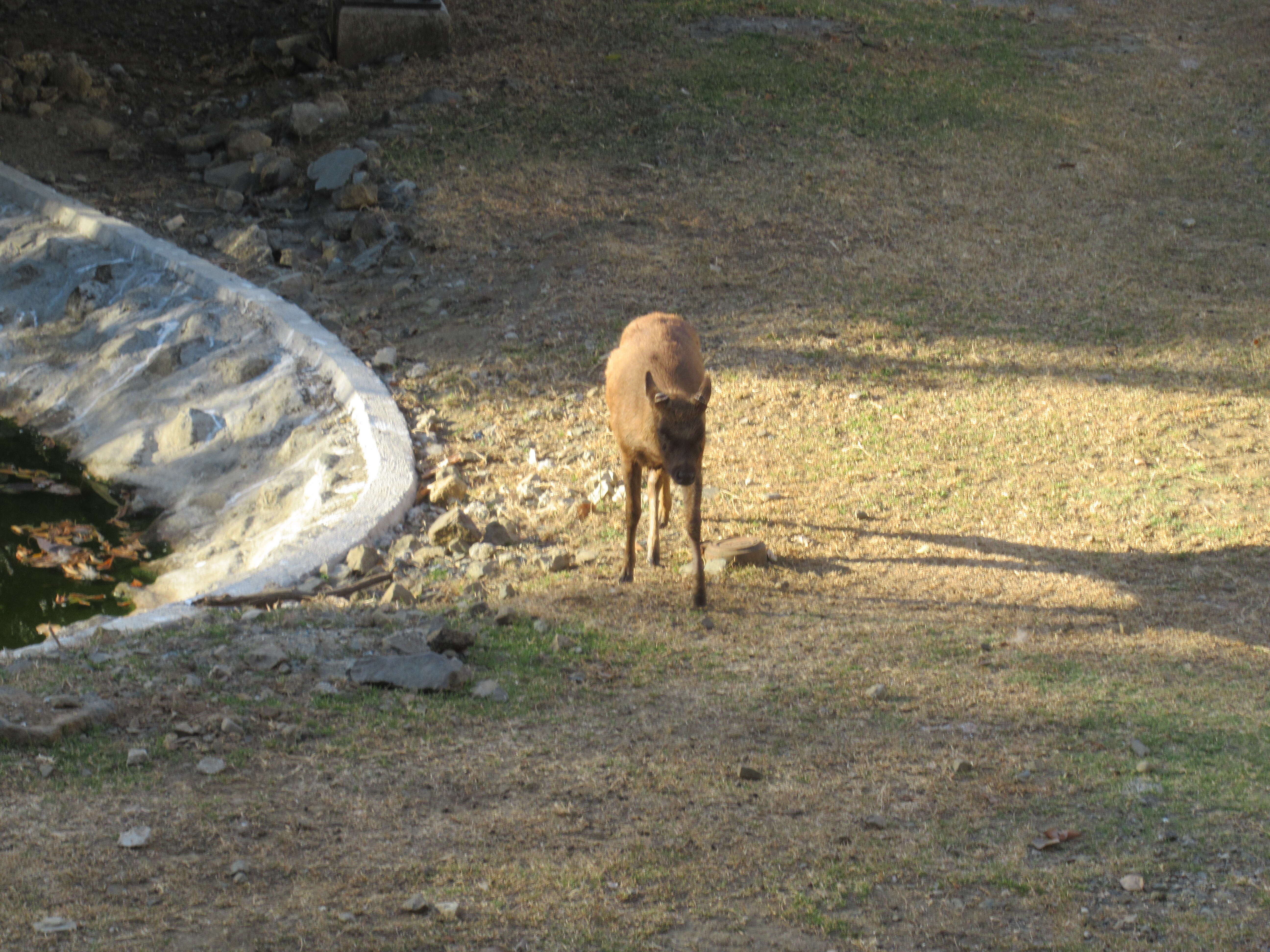 Image of Philippine Brown Deer