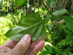 Imagem de Adenia heterophylla (Bl.) Koord.