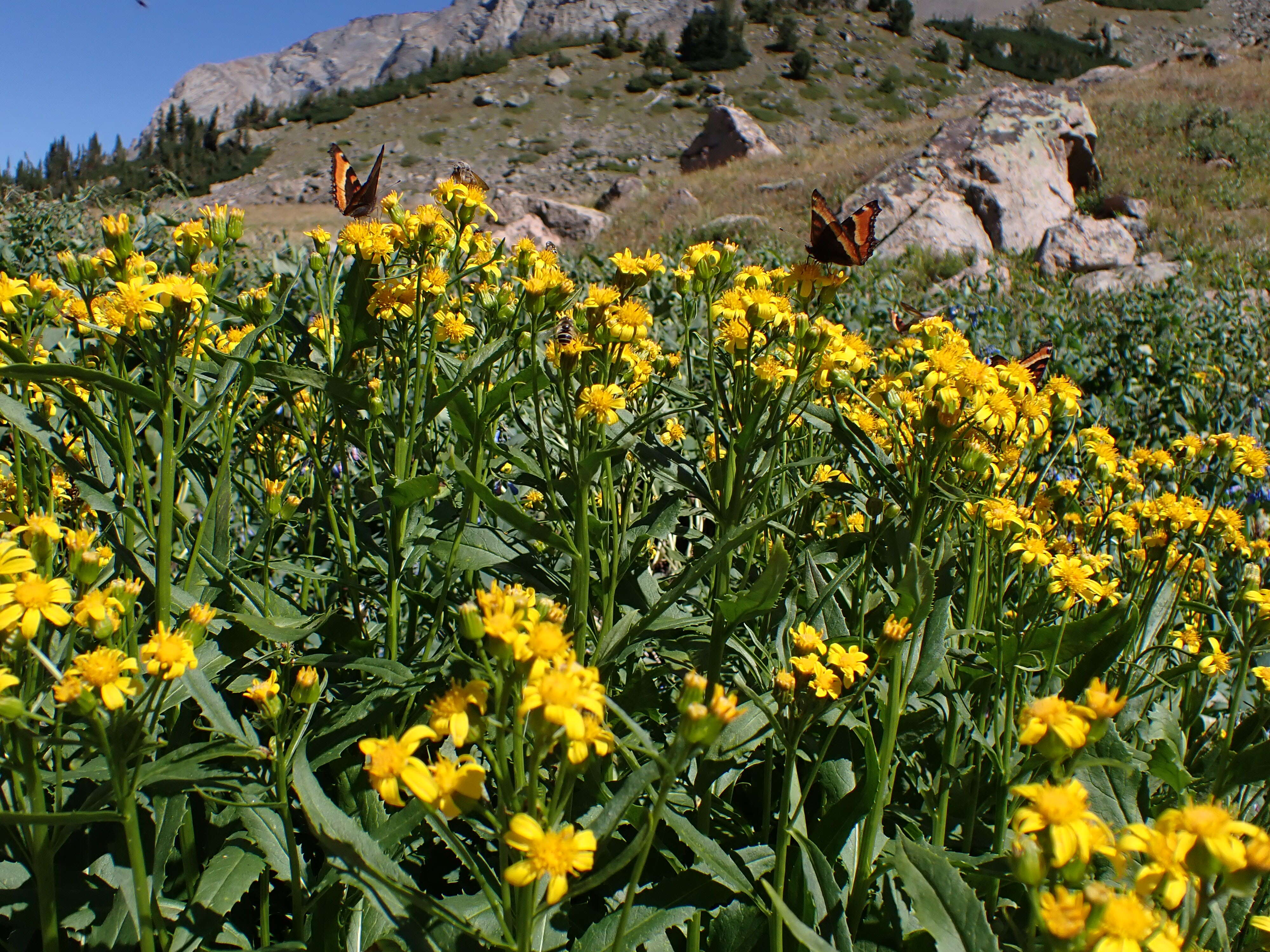 Senecio serra Hook. resmi