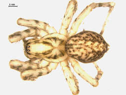 Image of Coras aerialis Muma 1946