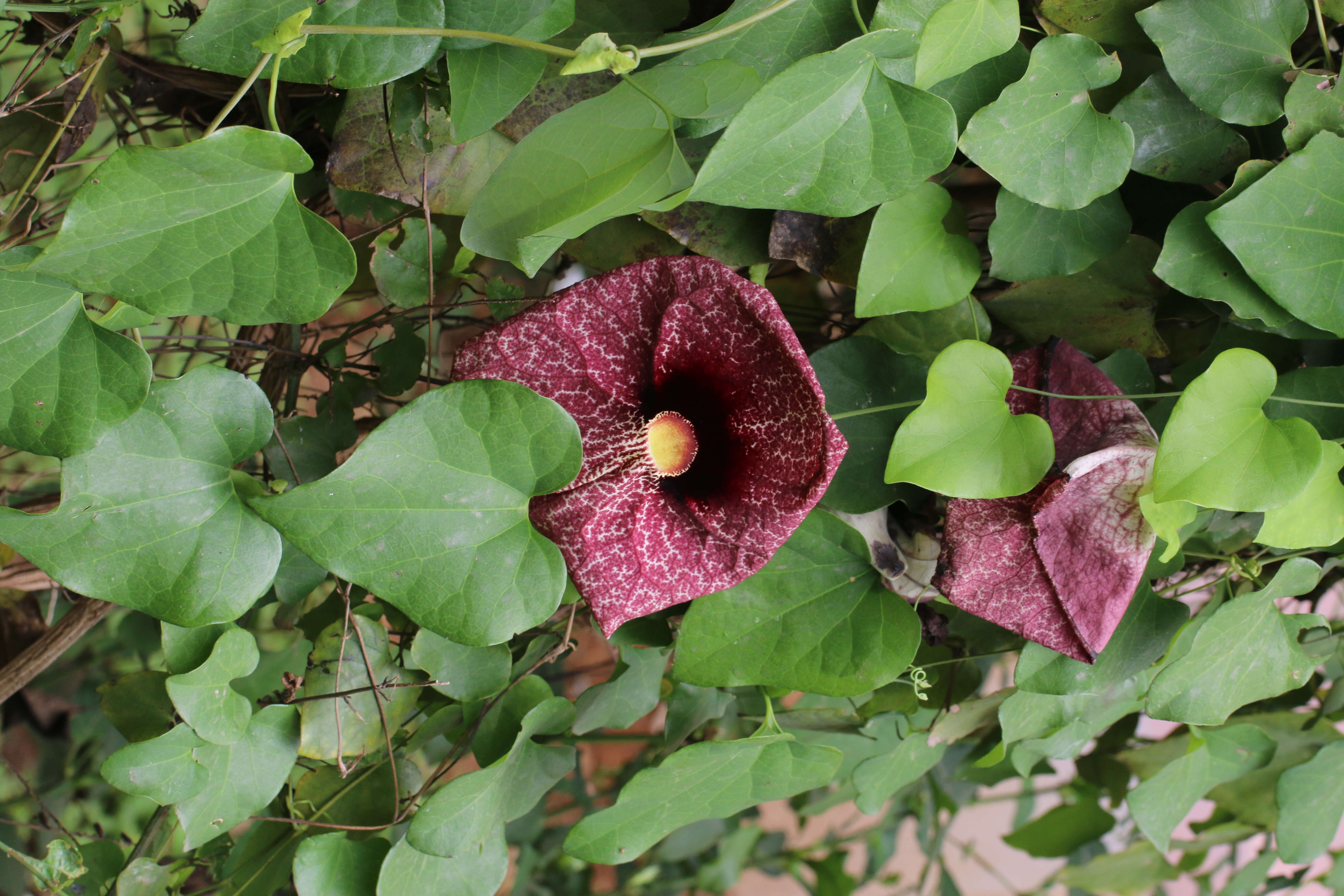 صورة Aristolochia elegans Mast.