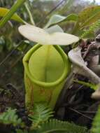 Image de Nepenthes latiffiana