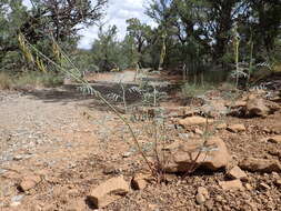 صورة Astragalus schmolliae