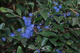 Image of Memecylon umbellatum Burm. fil.