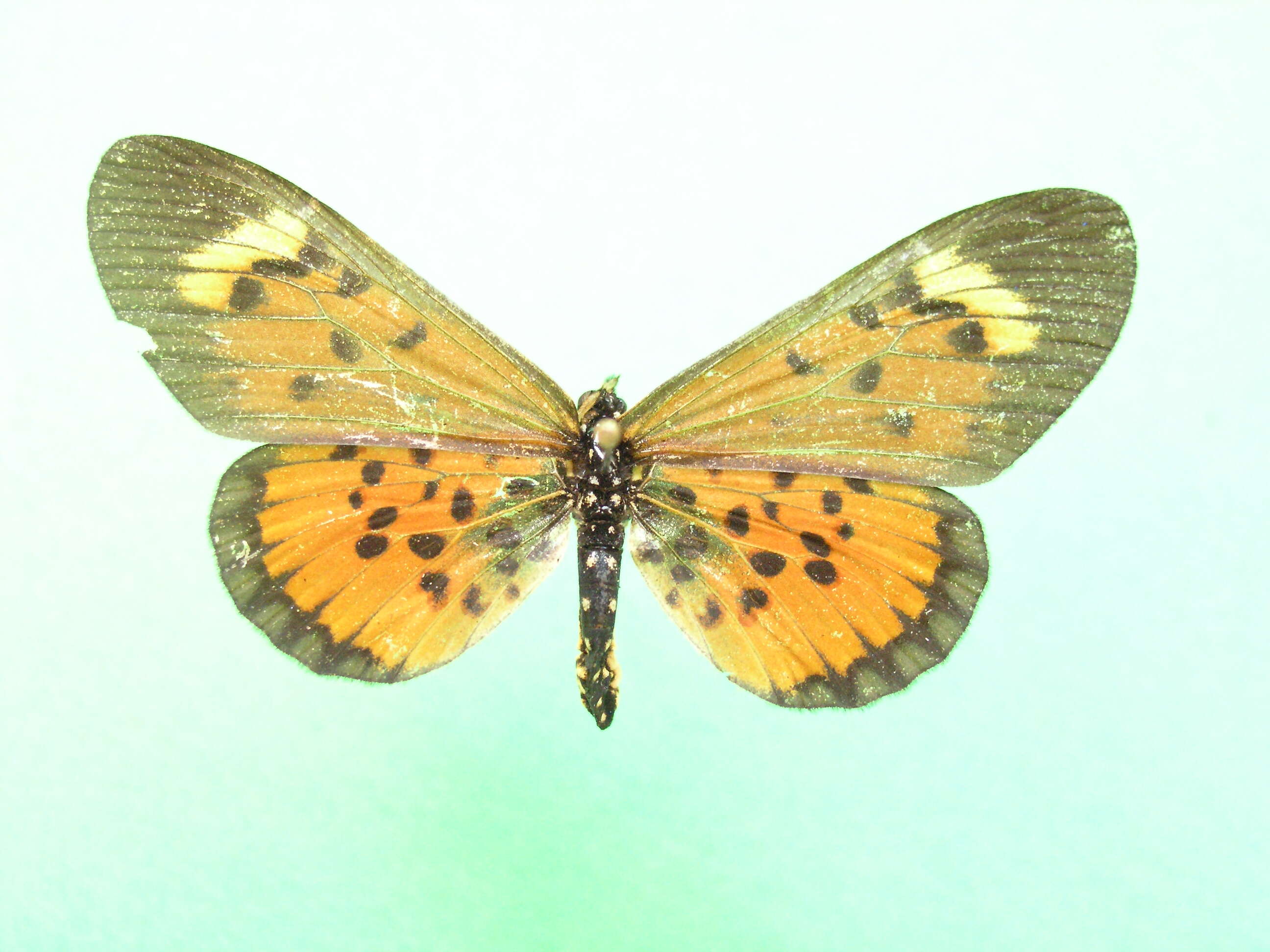 Image of Acraea cepheus Linnaeus 1758